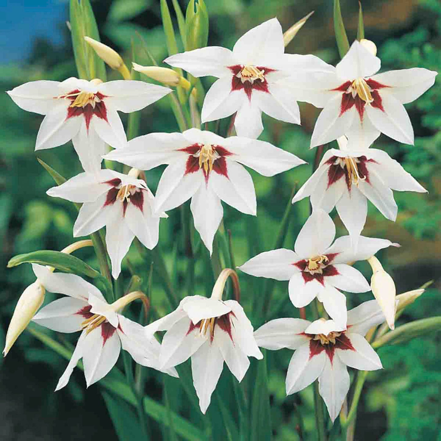 Abyssinian Gladiolus Bulbs