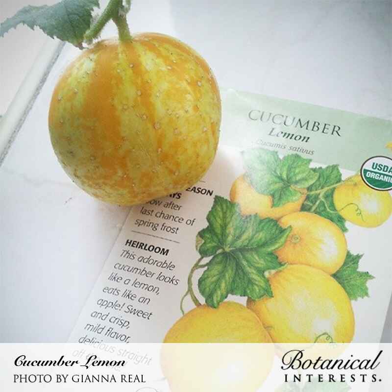 planting lemon cucumber seeds Lemon Cucumber Seeds – Botanical Interests