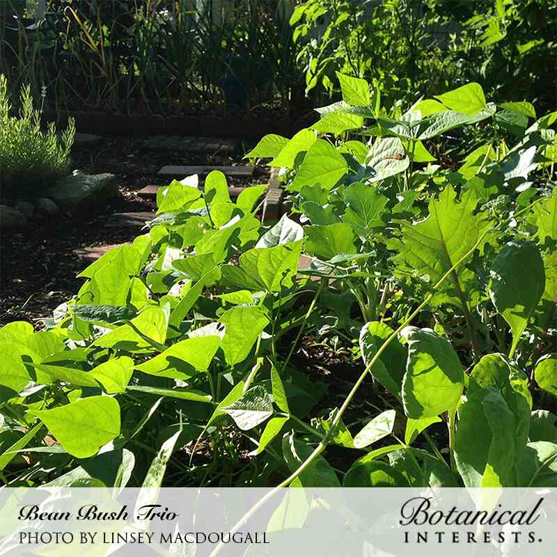 bc seeds garden Trio Bush Bean Seeds – Botanical Interests