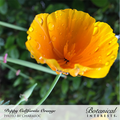 Orange California Poppy Seeds