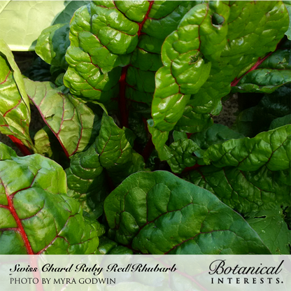 Ruby Red/Rhubarb Swiss Chard Seeds