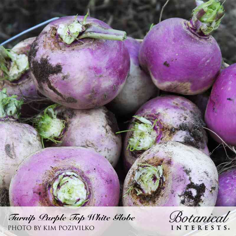100 Pcs Purple Top White Globe Turnip Seeds-(non Gmo) BRASSICA 100 Pcs Purple Top White Globe Turnip Seeds-(non Gmo) BRASSICA