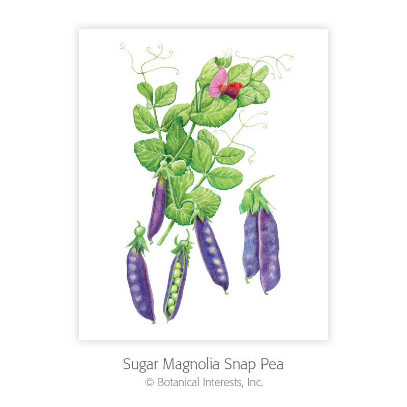 Botanical Art Prints