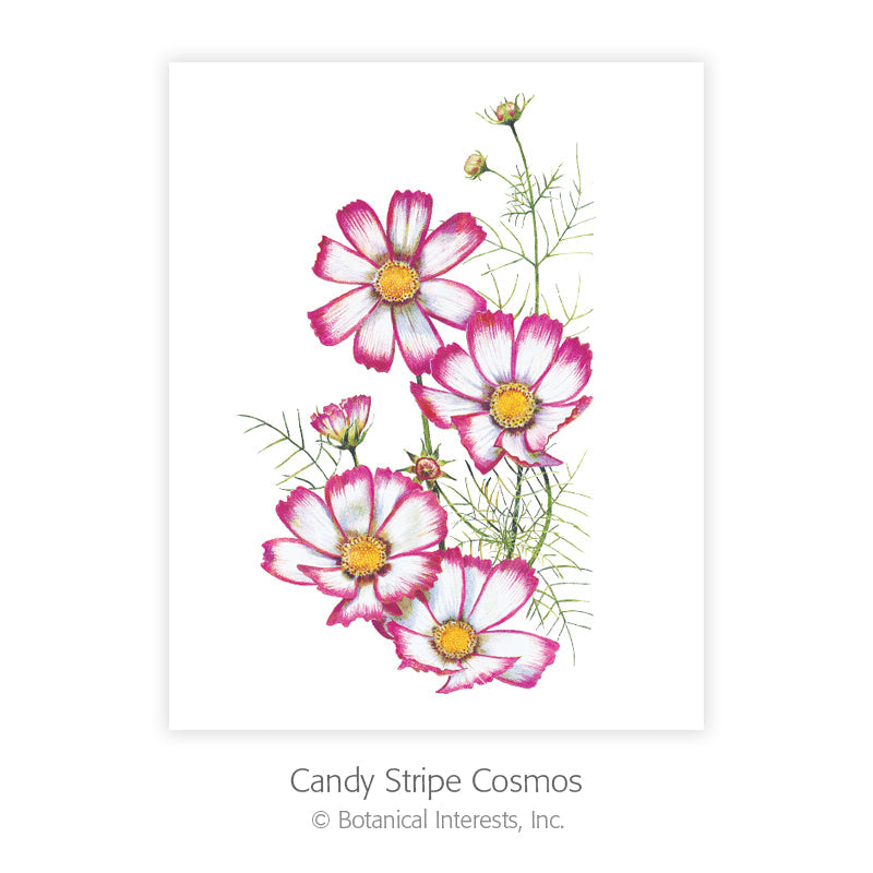 Botanical Art Prints