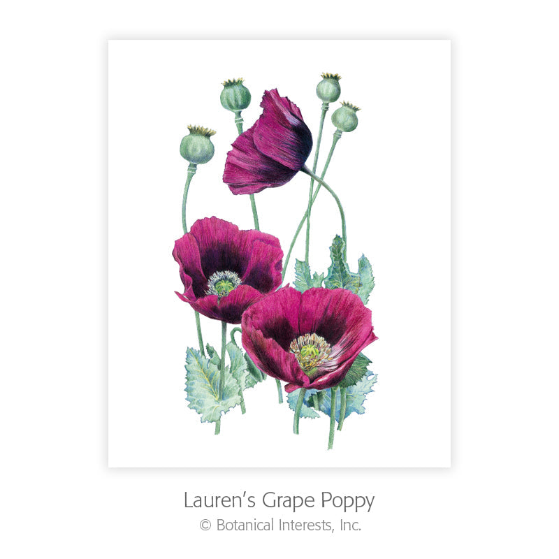 Botanical Art Prints