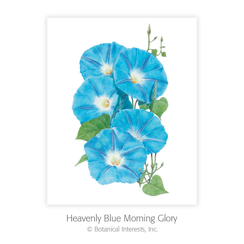 Botanical Art Prints