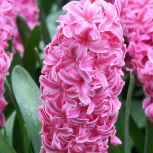 Rose Star Hyacinth