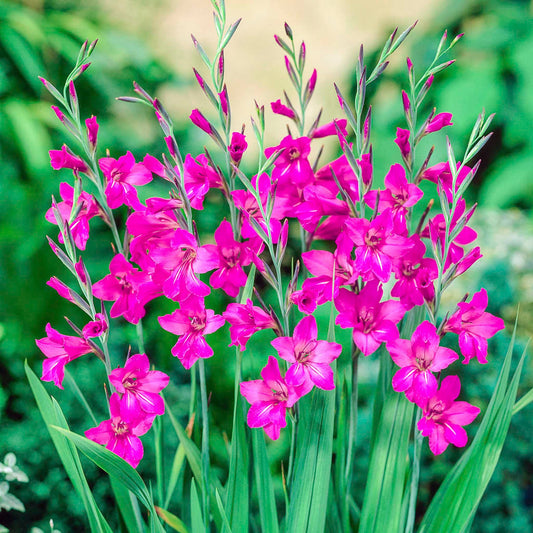 Byzantine Gladiolus Bulbs