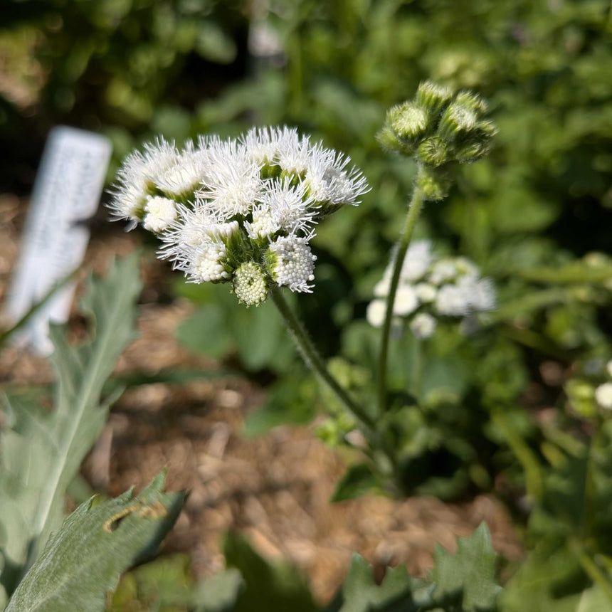 white flower seeds Dondo White Ageratum Seeds