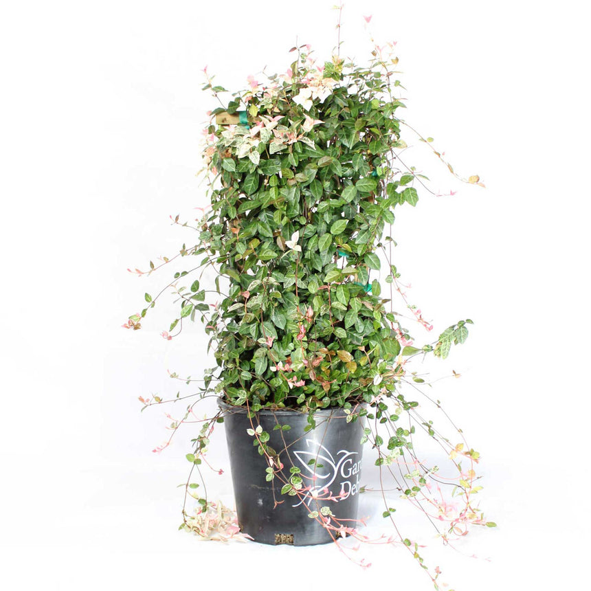 asian hanging plants Snow-N-Summer Asiatic Jasmine