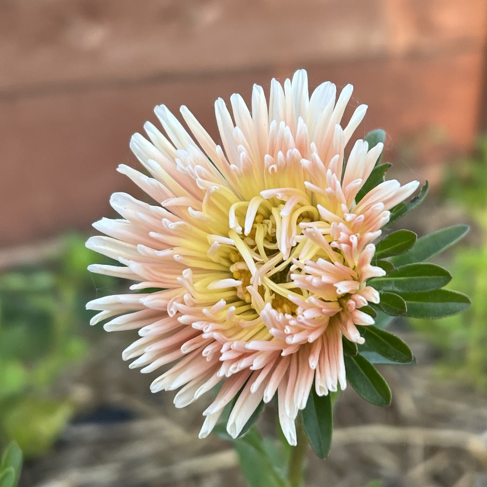 King Size Apricot Aster Seeds – Botanical Interests