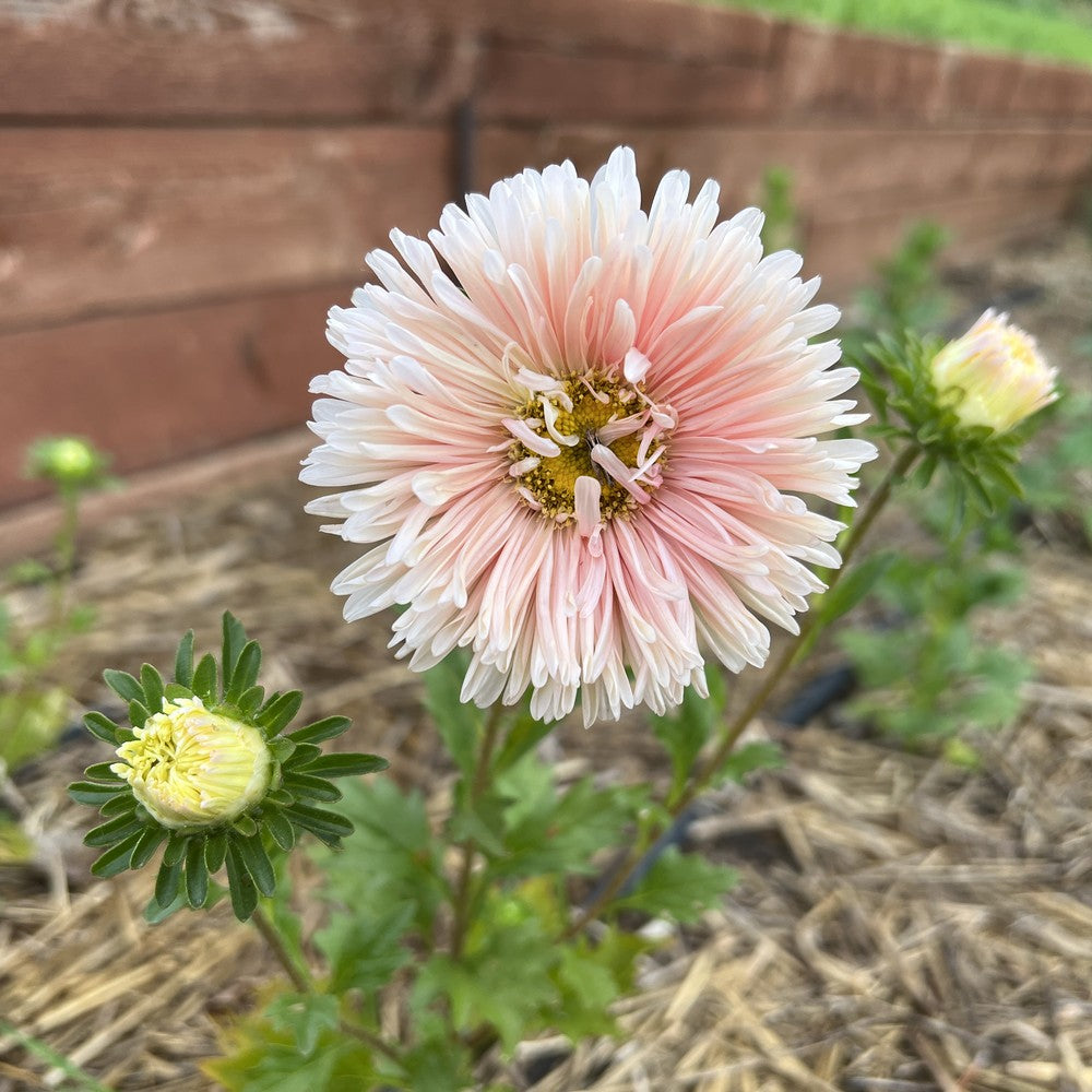 King Size Apricot Aster Seeds – Botanical Interests