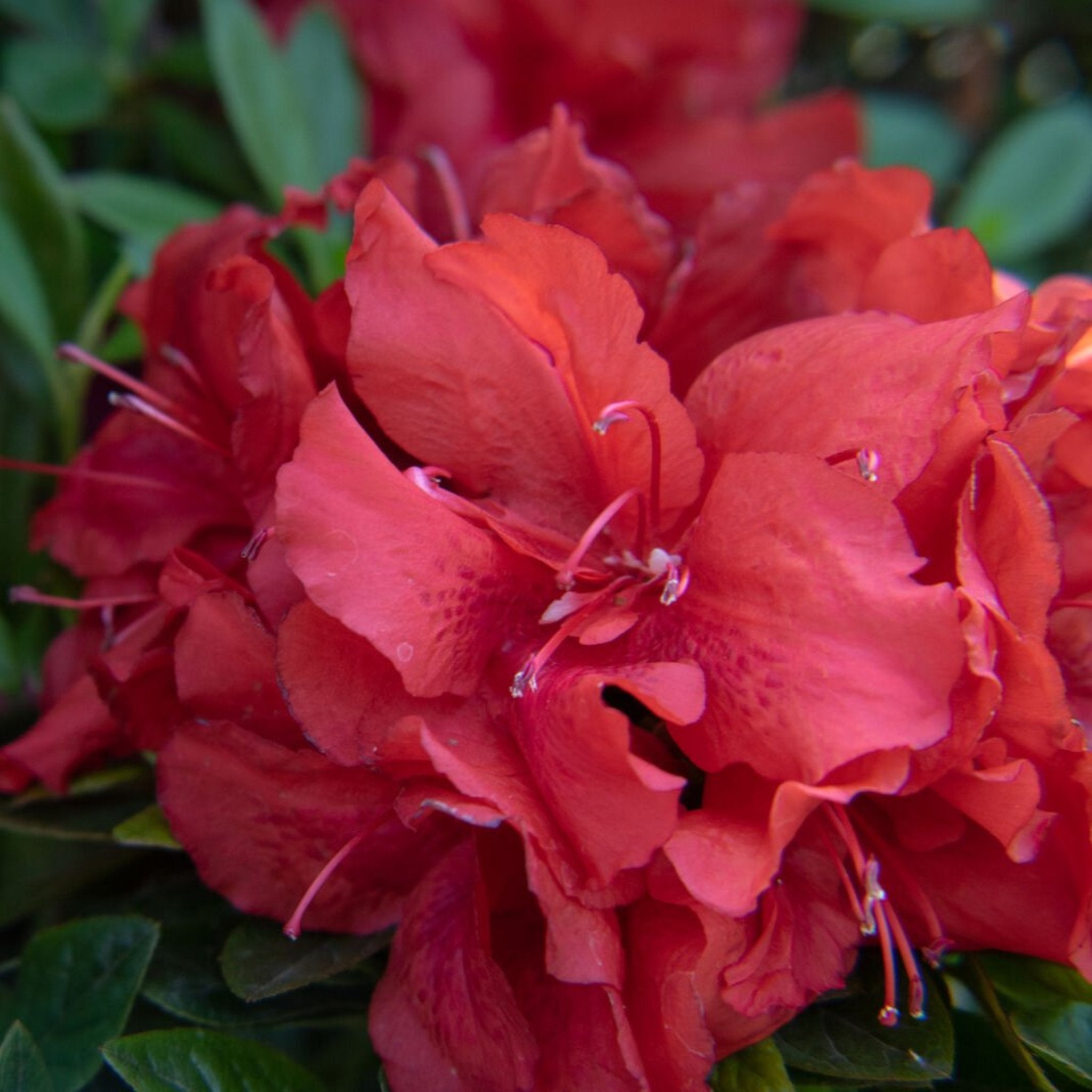 Botanical Interests Ever After Azalea - Thumbnail 2