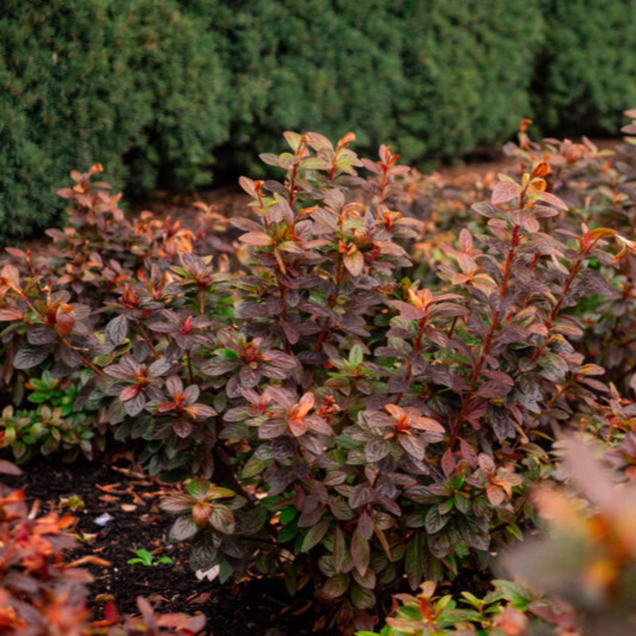 Botanical Interests Ever After Azalea - Thumbnail 3