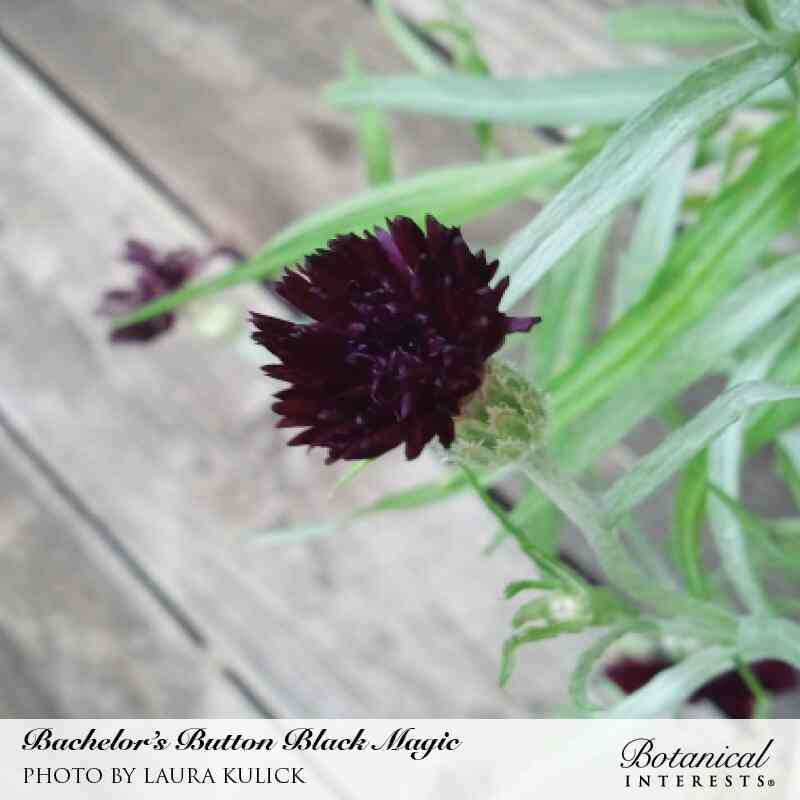 plant a seed bored button Black Magic Bachelor's Button Seeds – Botanical Interests