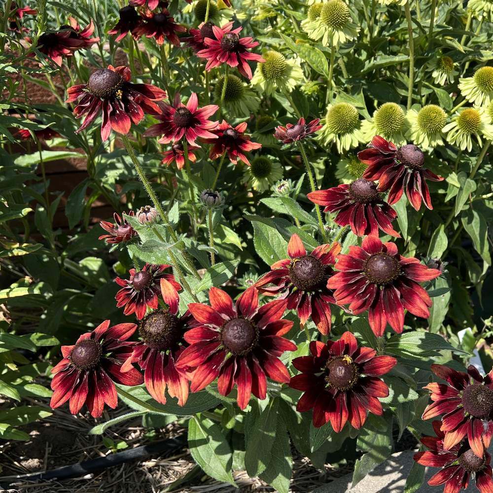 rockety　ブランシック Cherry Brandy Black-Eyed Susan Seeds – Botanical Interests