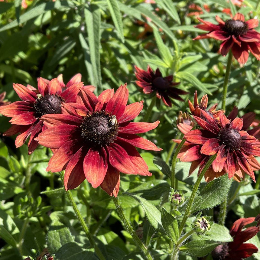 plant black eyed susan seeds in fall Cherry Brandy Black-Eyed Susan Seeds