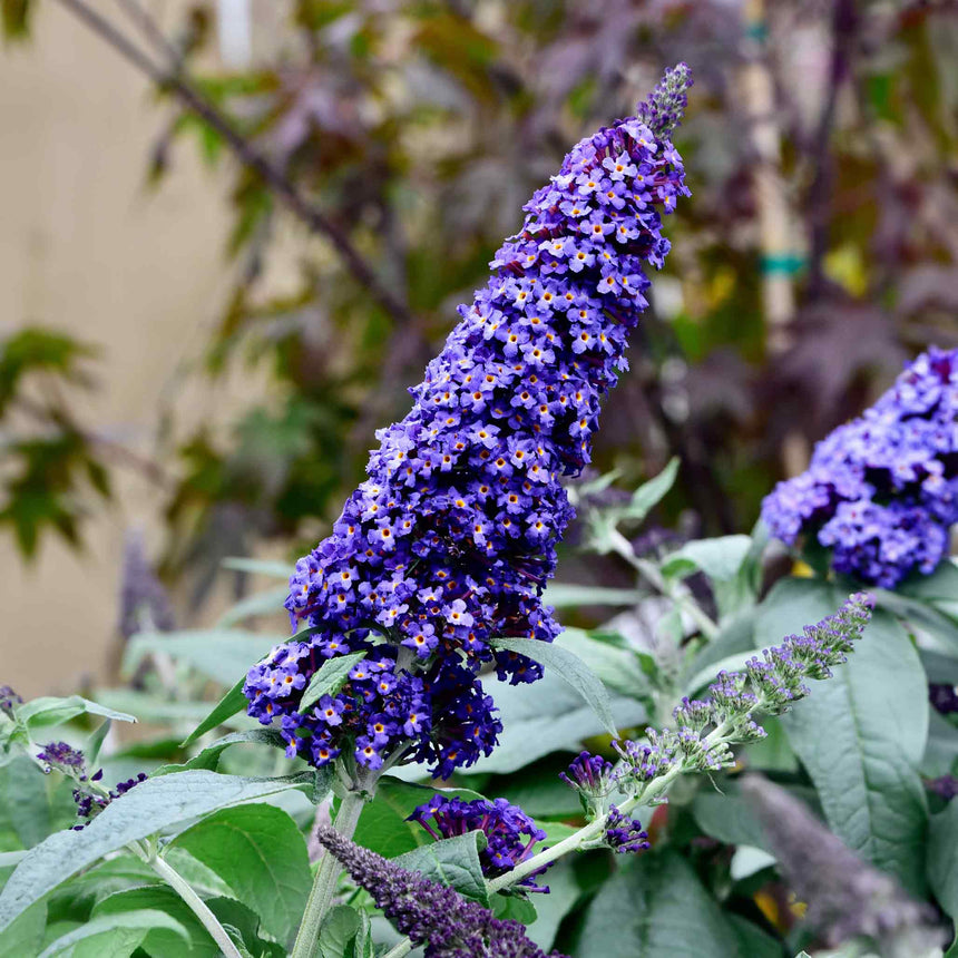 Black Knight Butterfly Bush