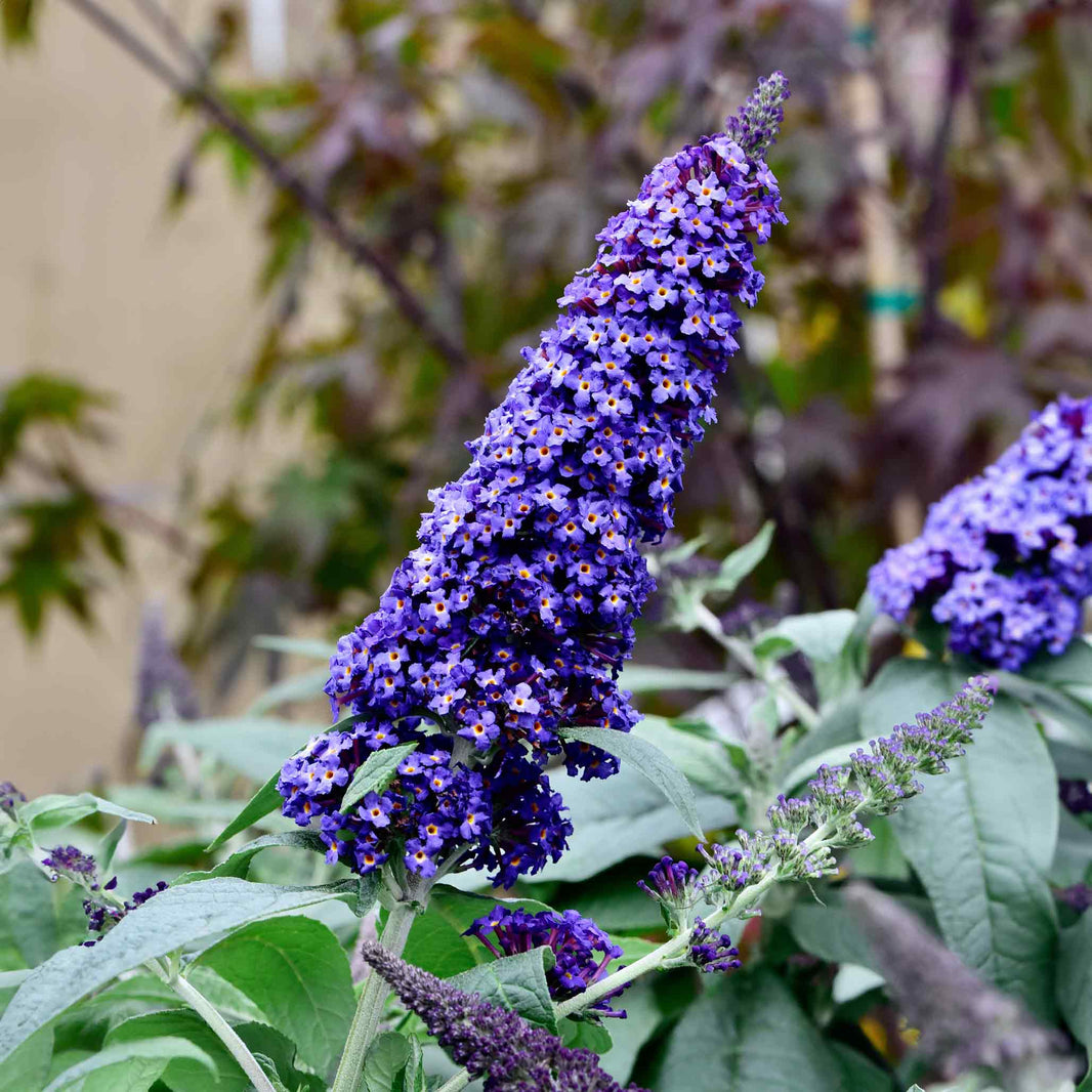 Butterfly Bush – Botanical Interests