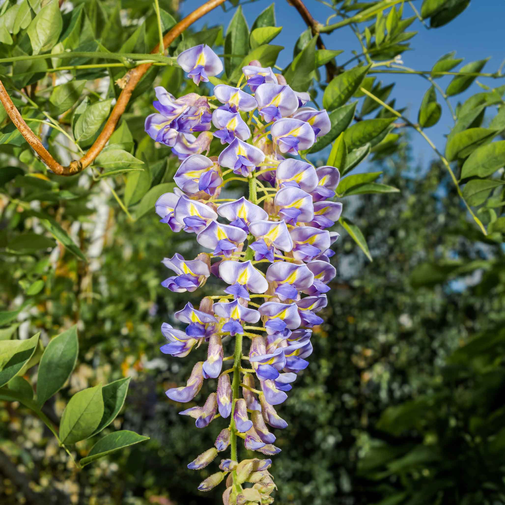 Wisteria Botanical Interests