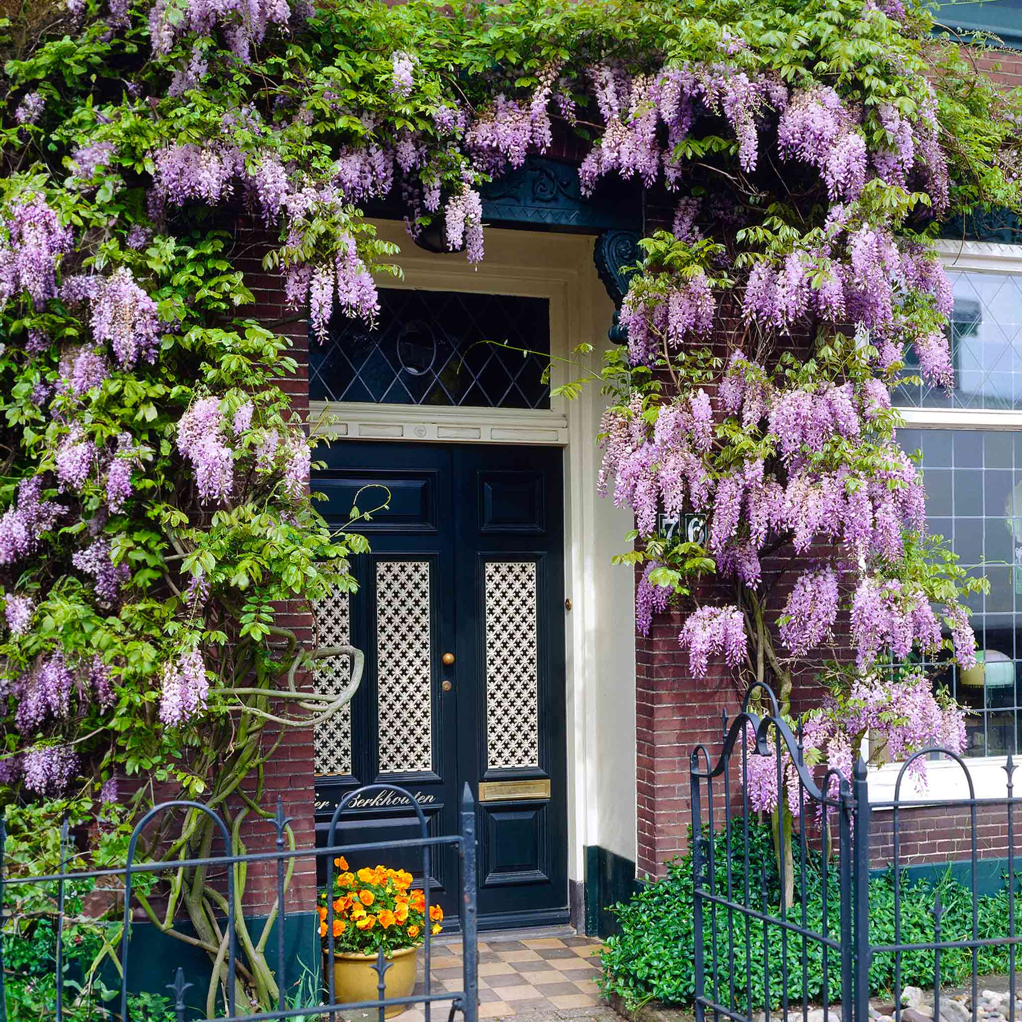 Wisteria Botanical Interests