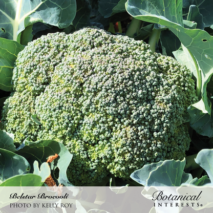 Belstar Broccoli Seeds