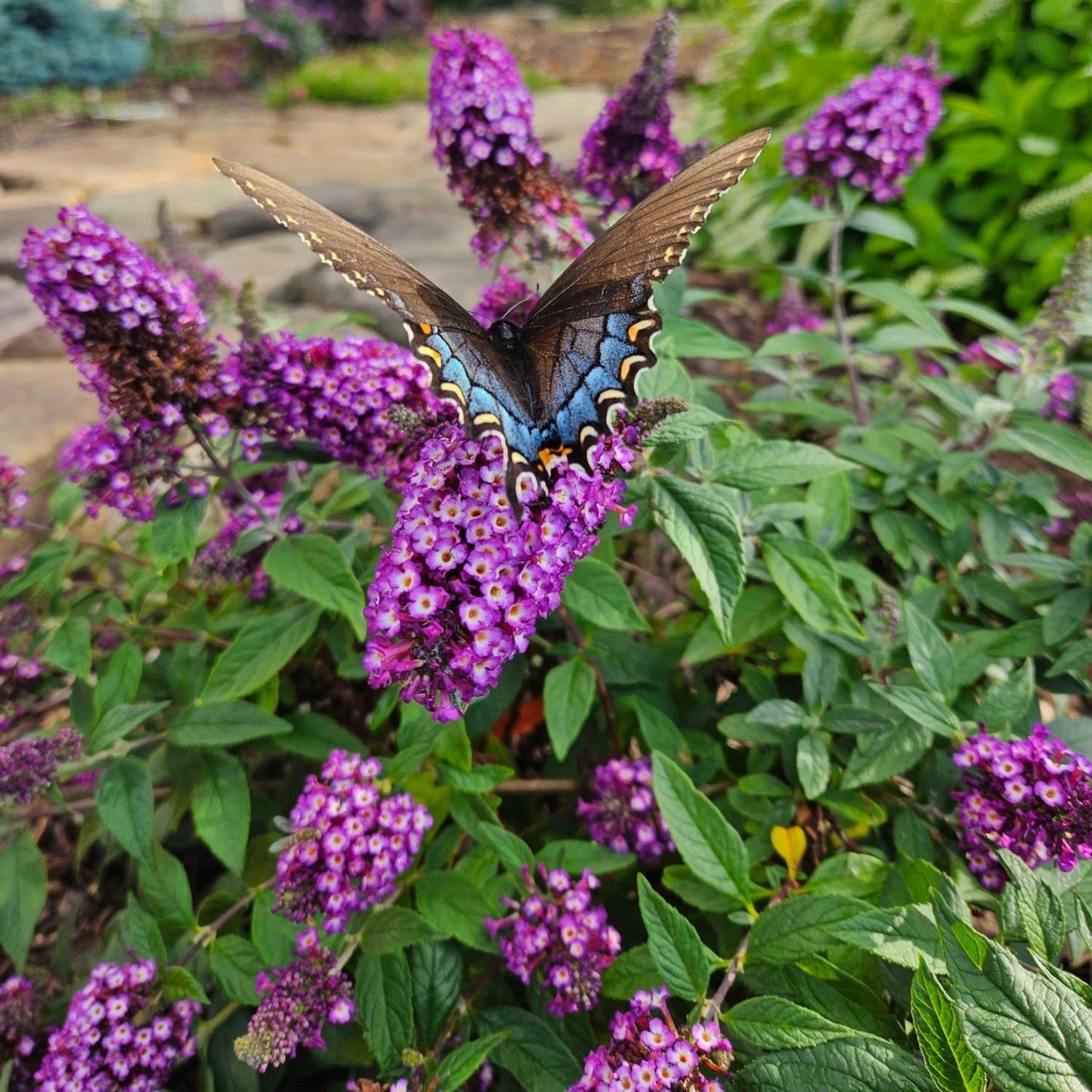 Blueberry Pie™ Butterfly Bush