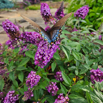 Blueberry Pie™ Butterfly Bush