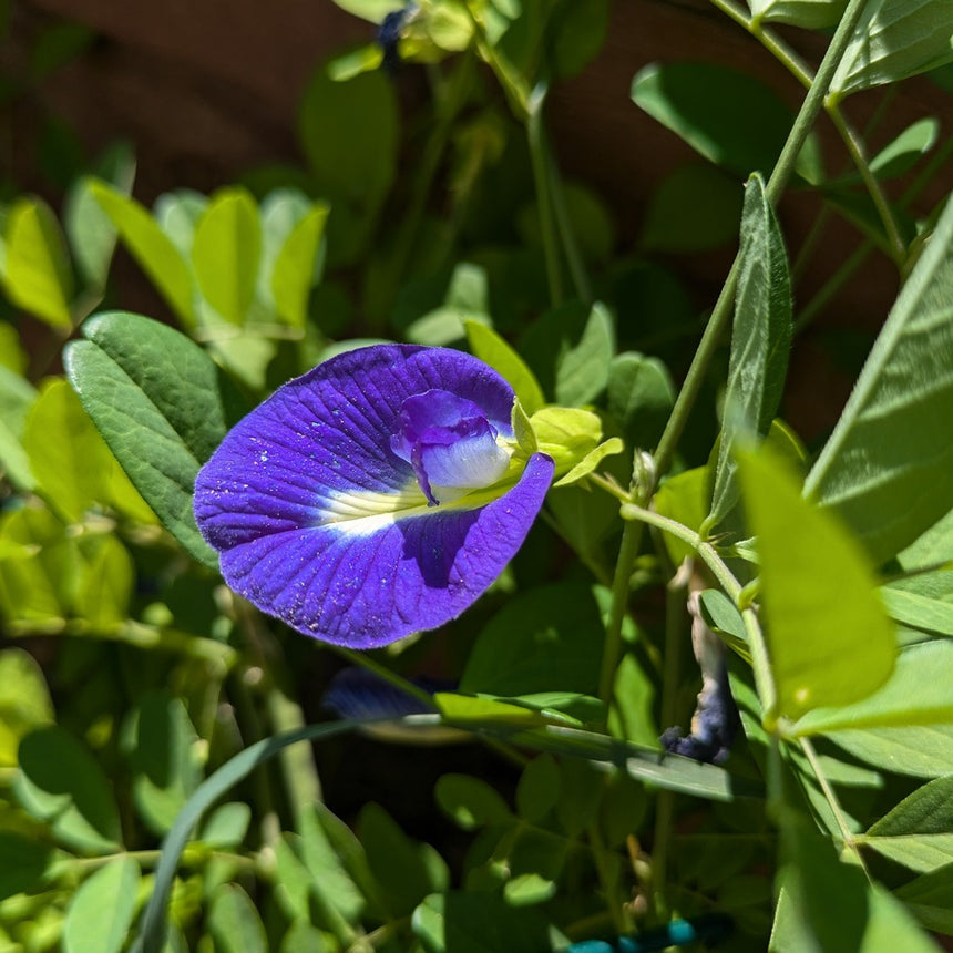 clitoria flower seeds Blue Tea Butterfly Pea Seeds – Botanical Interests