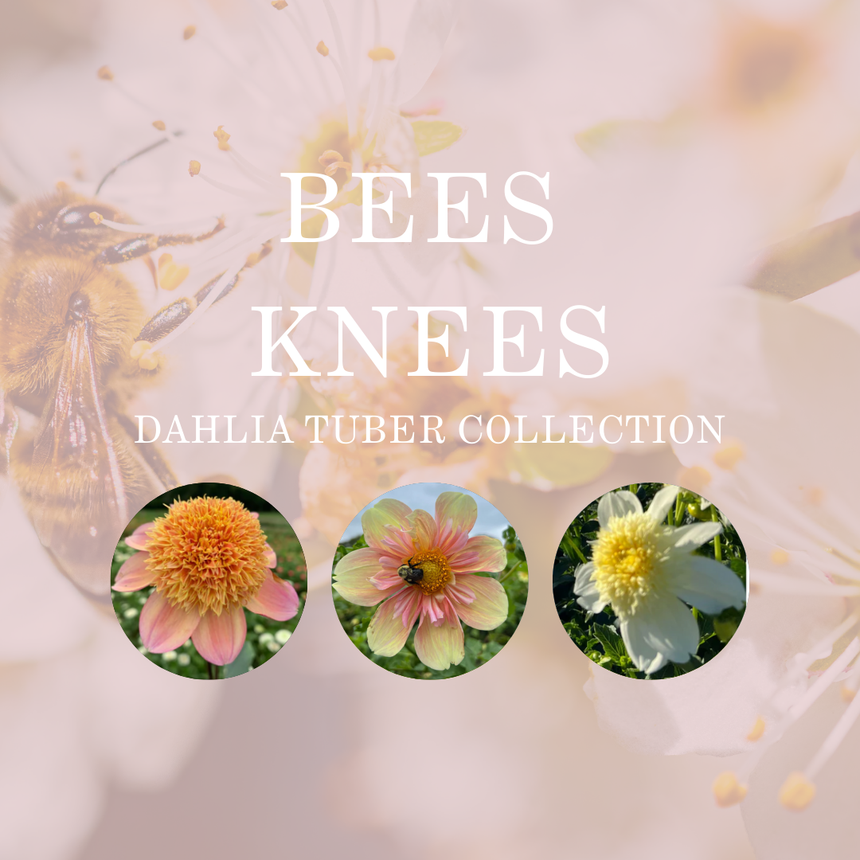 Bees Knees Collection