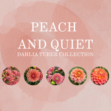 Peach and Quiet Collection