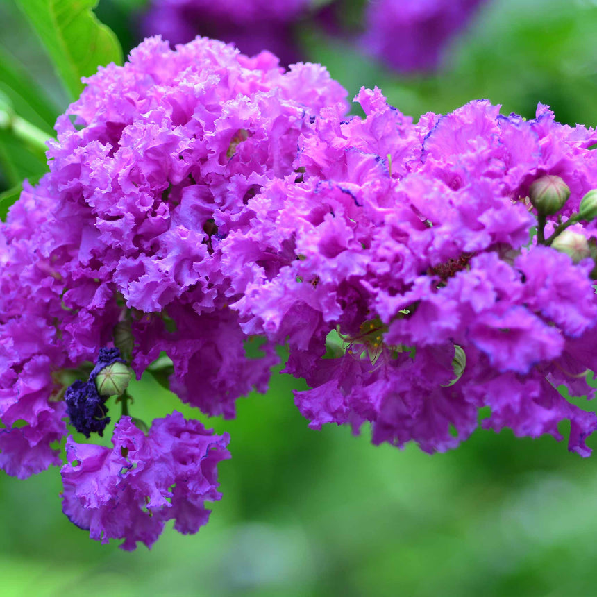 Catawba Rabbit Catawba Crape Myrtle – Botanical Interests