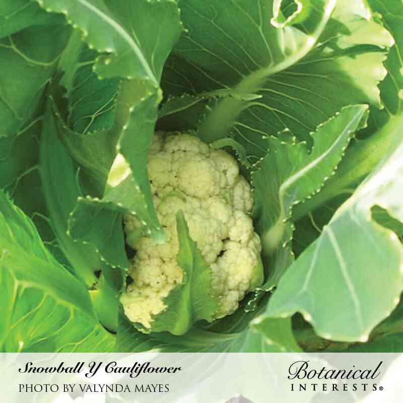 plant y seeds Snowball Y Cauliflower Seeds – Botanical Interests