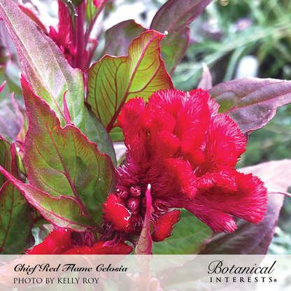 Chief Red Flame Celosia Seeds