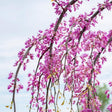 Golden Falls® Redbud Tree