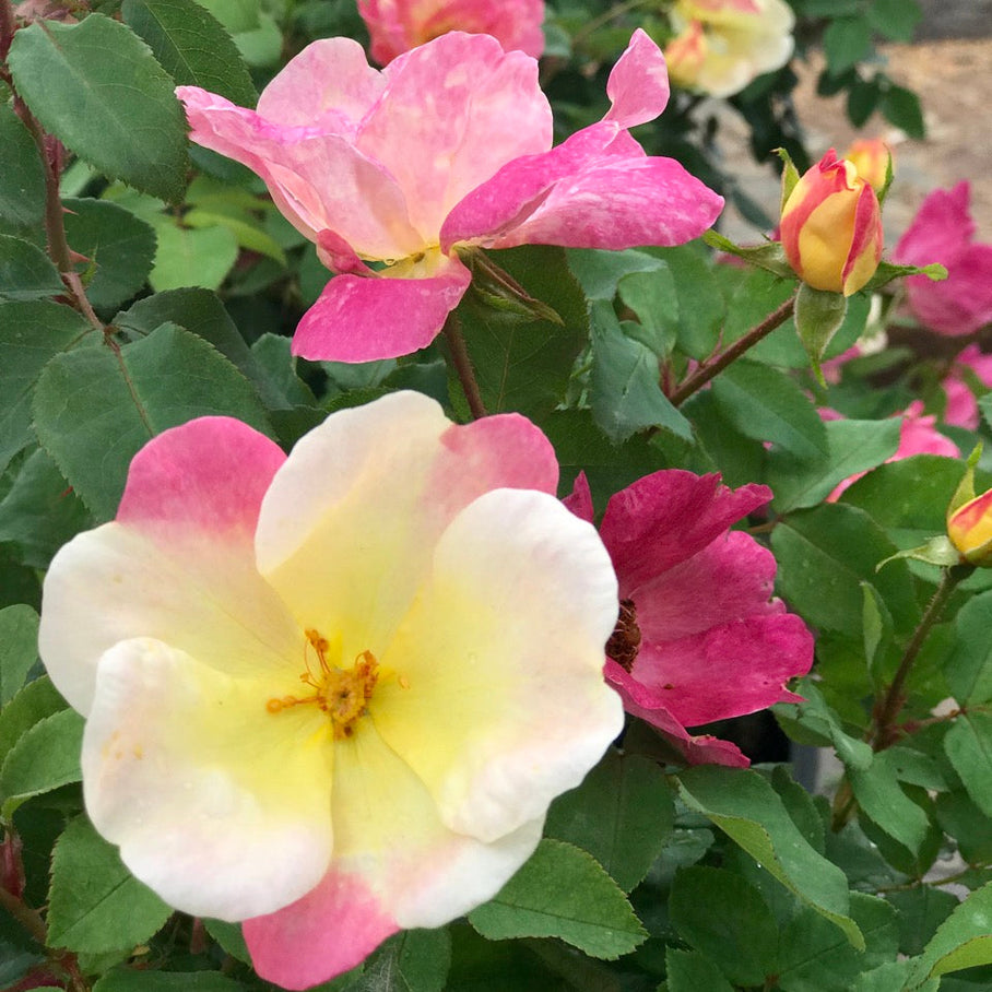 The Champion™ Sunblush Rose – Botanical Interests