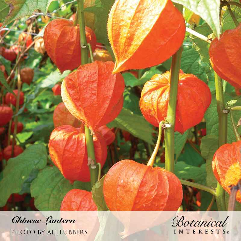 chinese lantern indoor plant Chinese Lantern Seeds