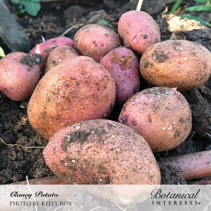 Clancy Potato Seeds