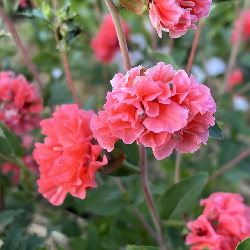mr cheeks plant a seed Rosy Cheek to Cheek Clarkia Seeds – Botanical Interests