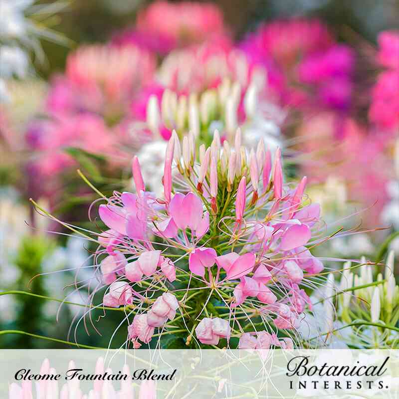 cleome spider plant Fountain Blend Cleome (Spider Flower) Seeds