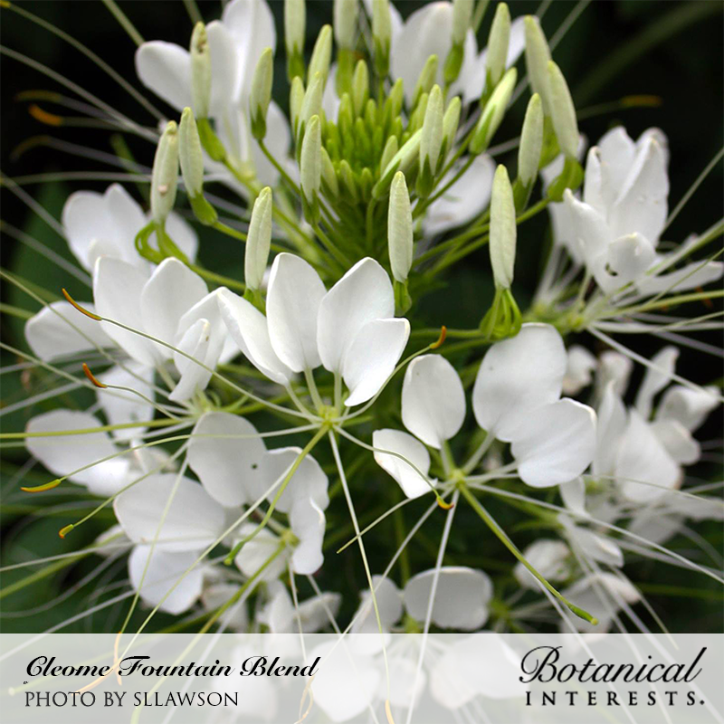 spider flower seed pods Fountain Blend Cleome (Spider Flower) Seeds