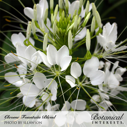 Fountain Blend Cleome (Spider Flower) Seeds