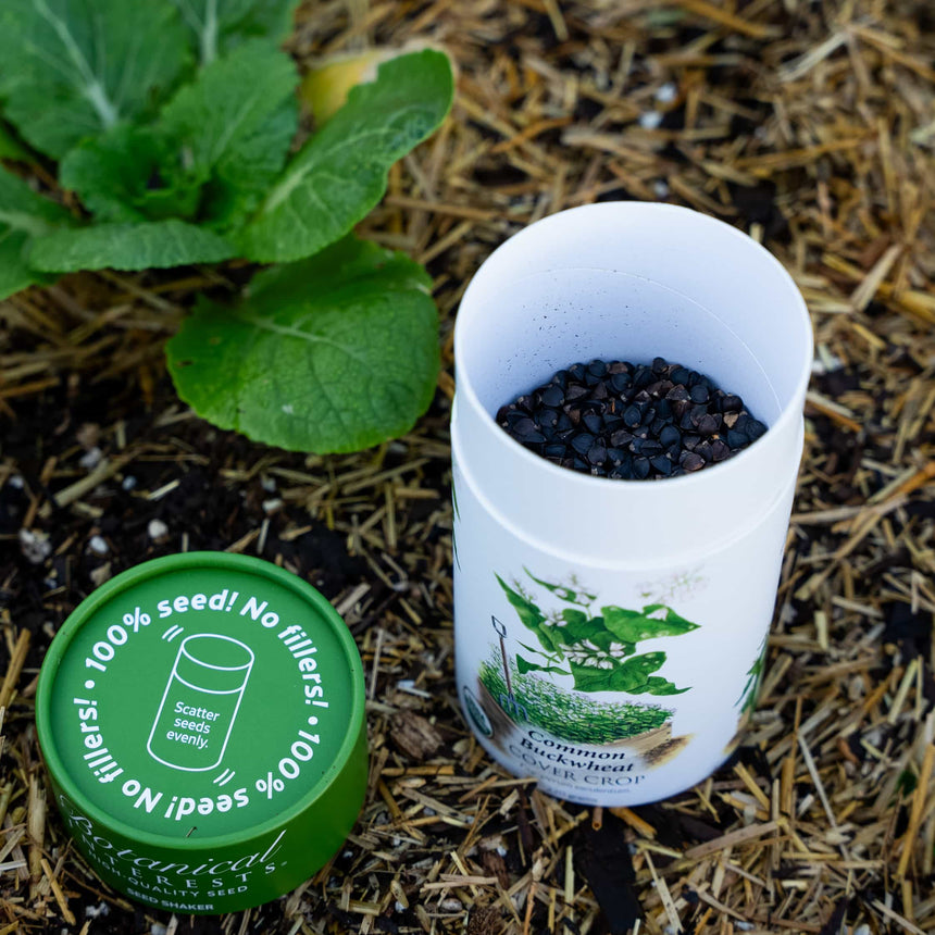 buckwheat plant seeds Cover Crop Buckwheat Seed Shaker