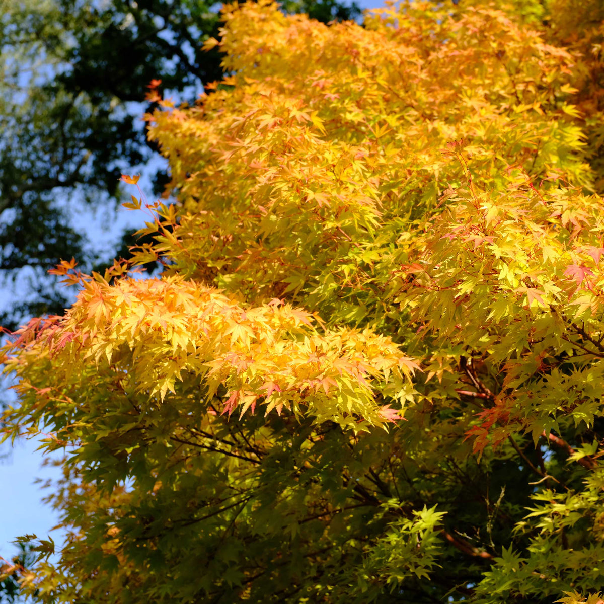 Sunlit canopy of a Coral Bark Japanese maple showing lacy, star-shaped leaves in golden yellow and orange autumn colour, set against darker green trees and blue sky.