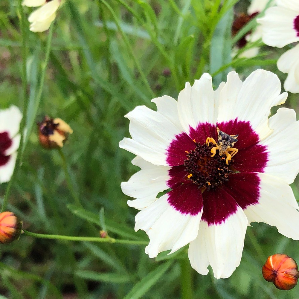 Incredible! Swirl Coreopsis Seeds – Botanical Interests