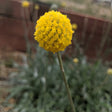 Drumstick Flower Craspedia Seeds