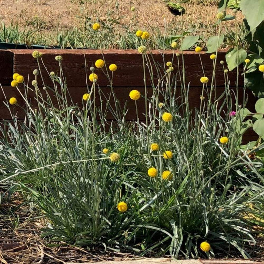 craspedia flower seeds Drumstick Flower Craspedia Seeds