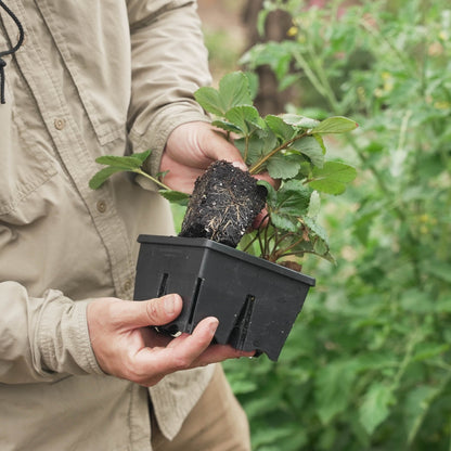 The Premium Seed Starting Kit