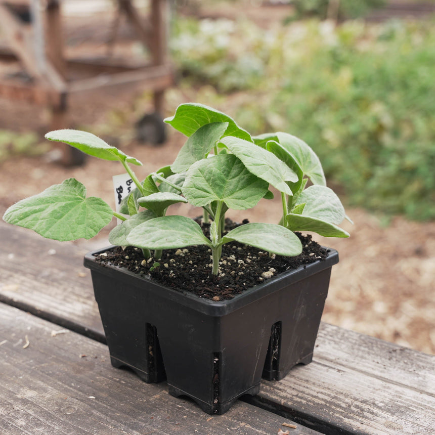 planting in seed trays Epic 4-Cell Seed Starting Trays – Botanical Interests