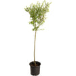 Tri-Color Dappled Willow Tree